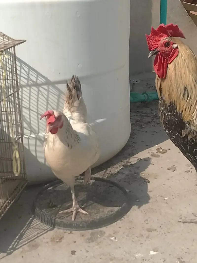 egg layers hens — photo 2