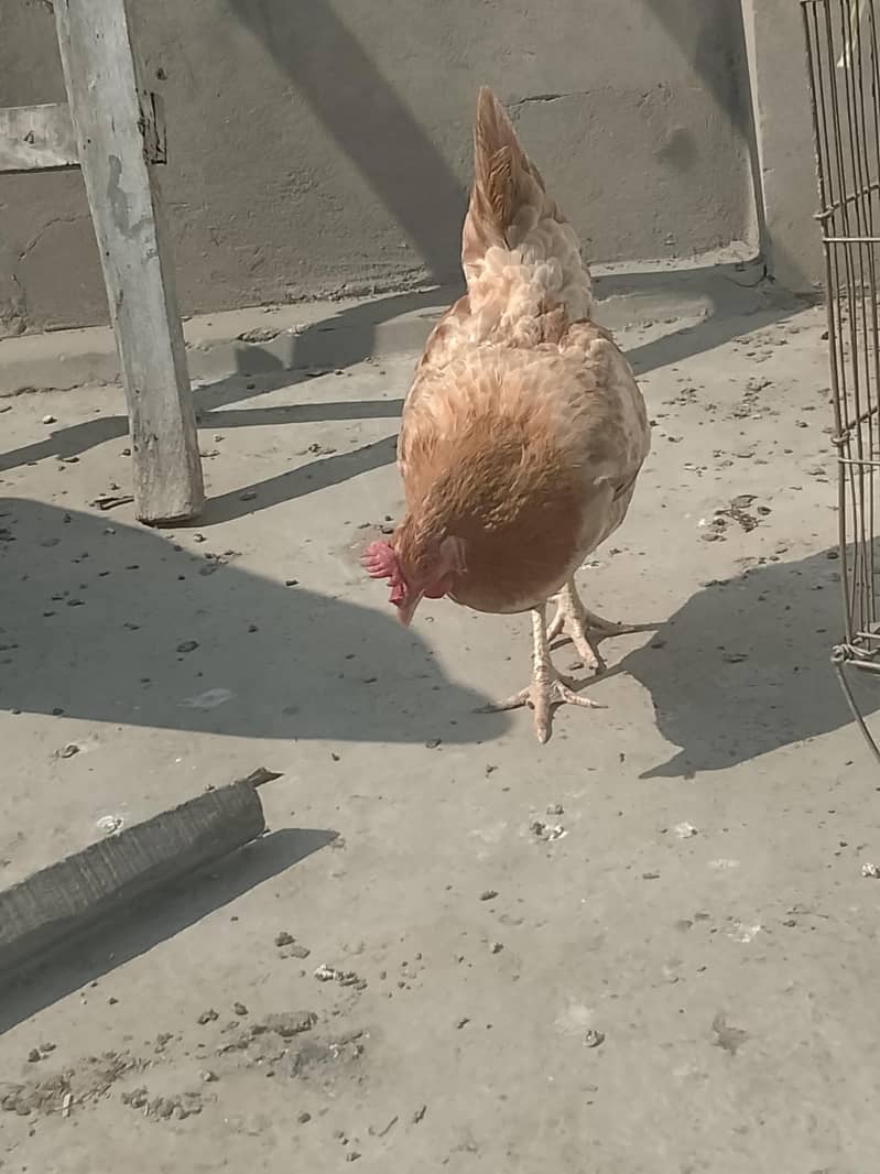 egg layers hens 2