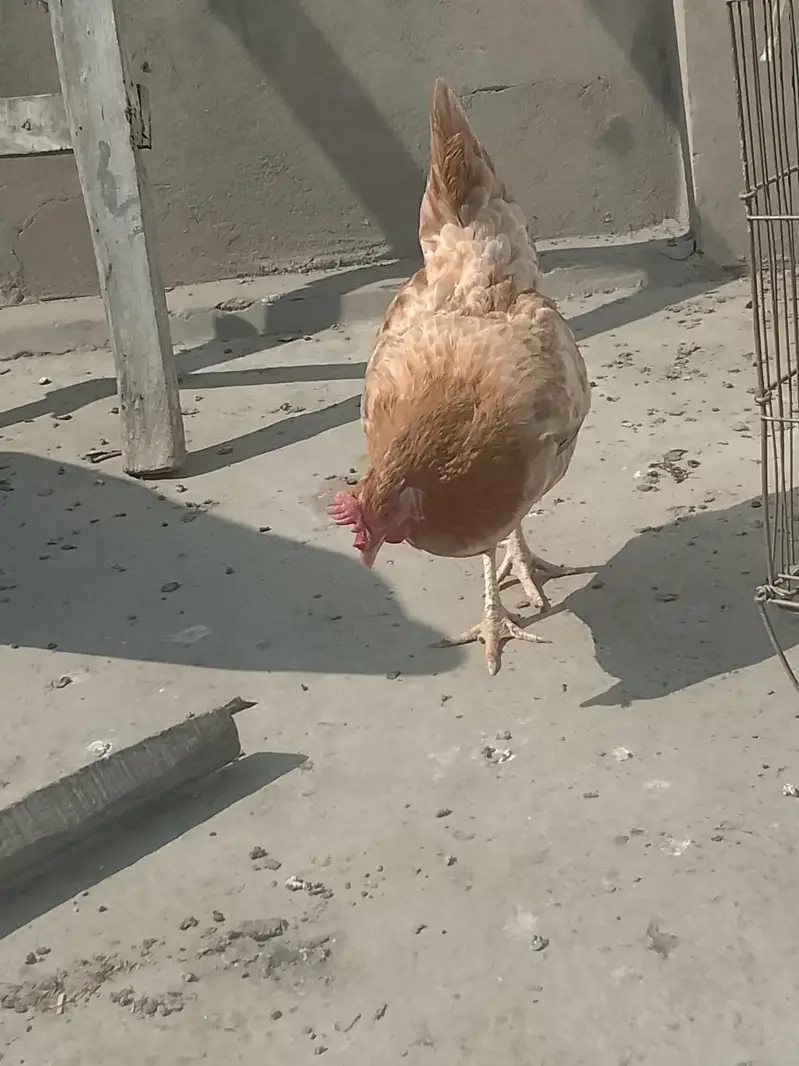 egg layers hens — photo 3