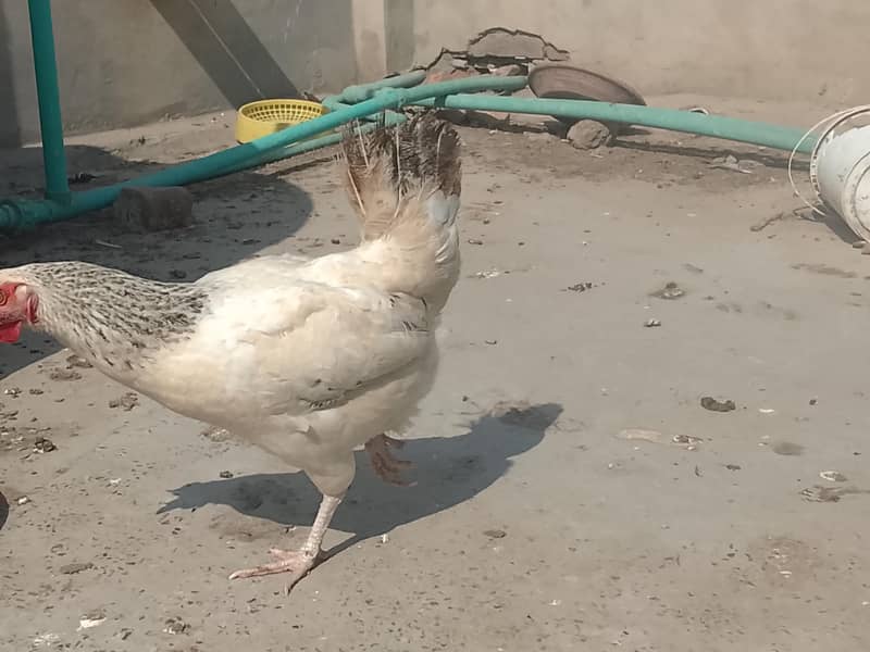 egg layers hens 3