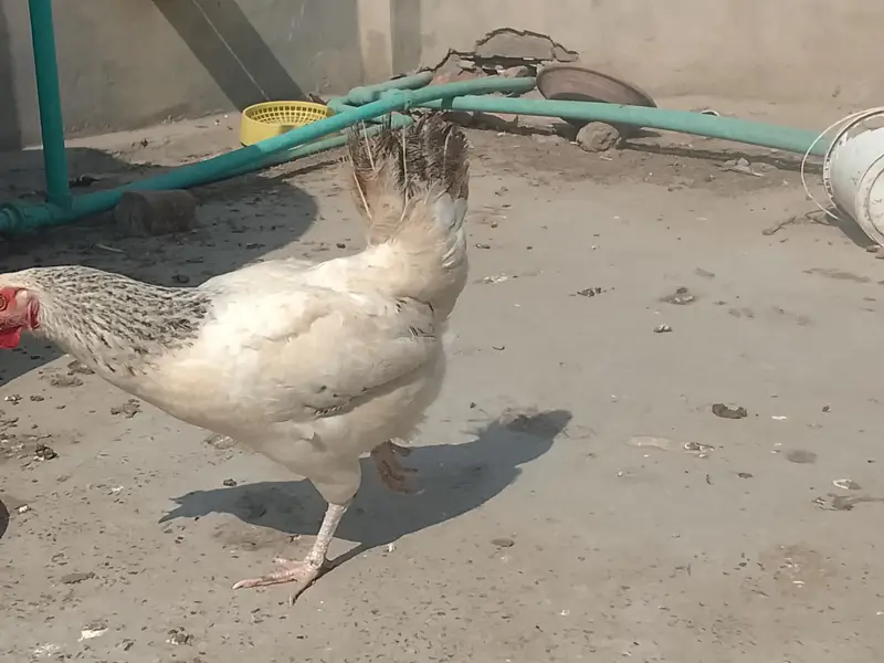 egg layers hens — photo 4