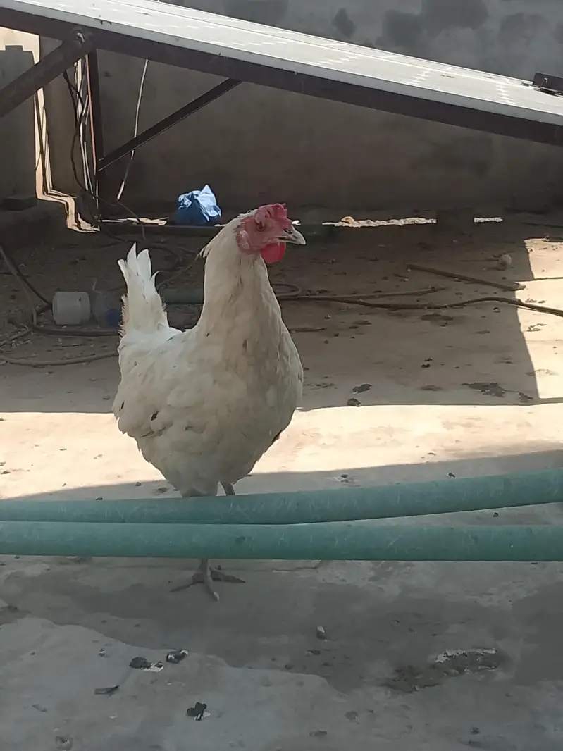 egg layers hens — photo 5