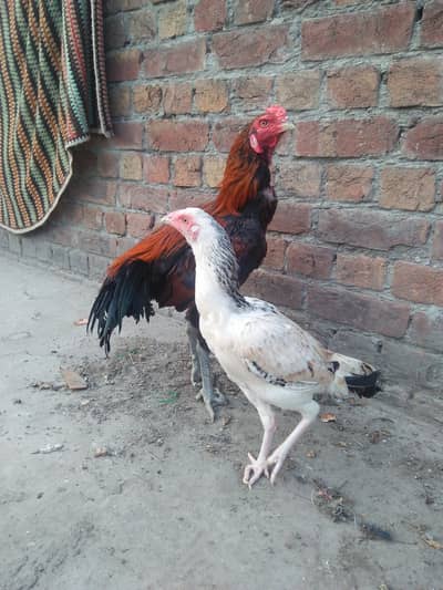 pair of hens aseel