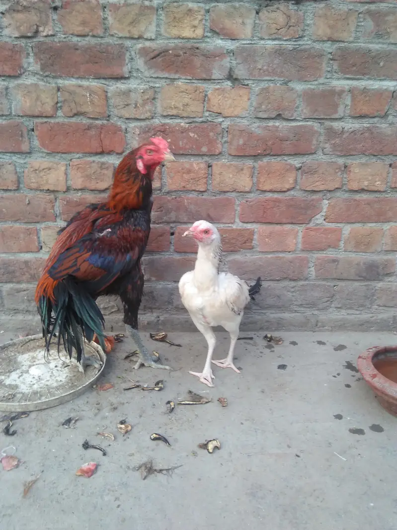 pair of hens aseel — photo 2