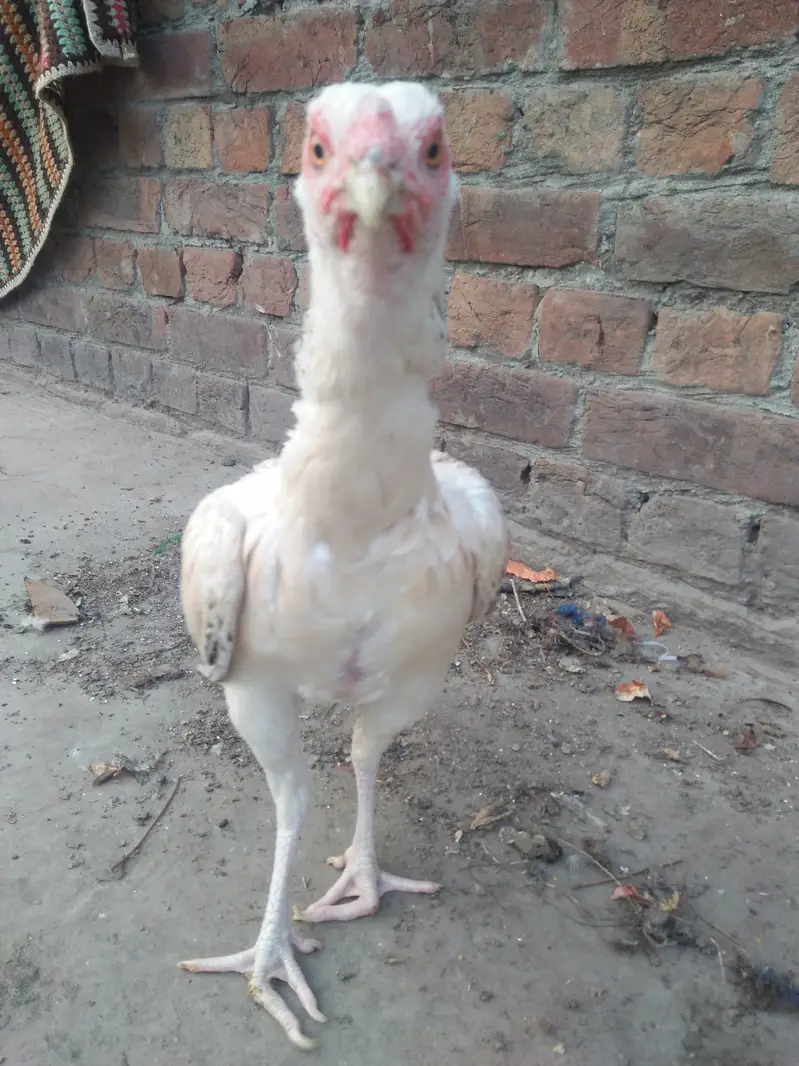 pair of hens aseel — photo 3