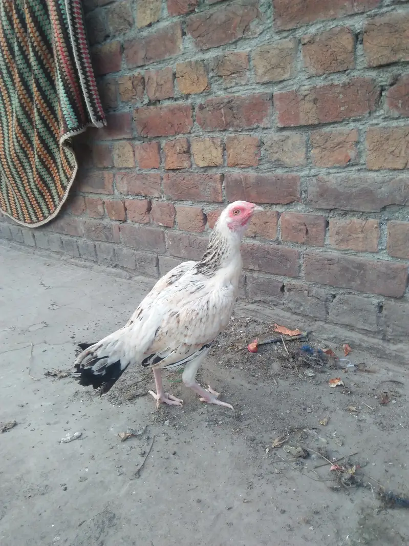 pair of hens aseel — photo 4