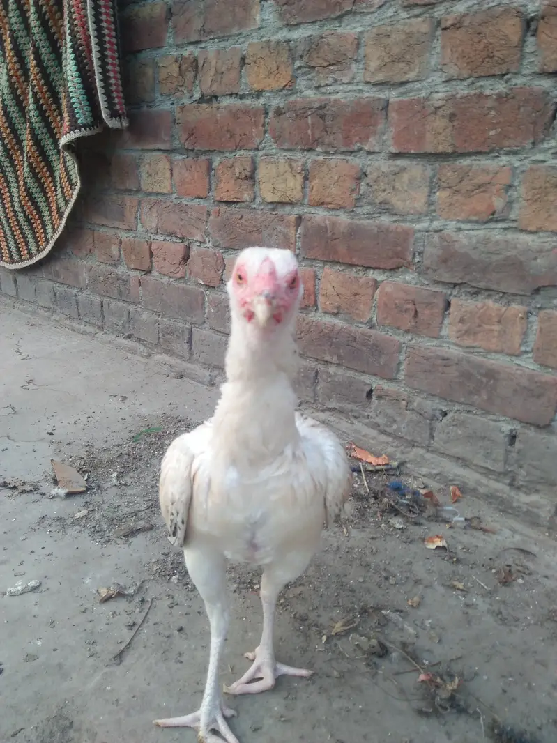 pair of hens aseel — photo 5