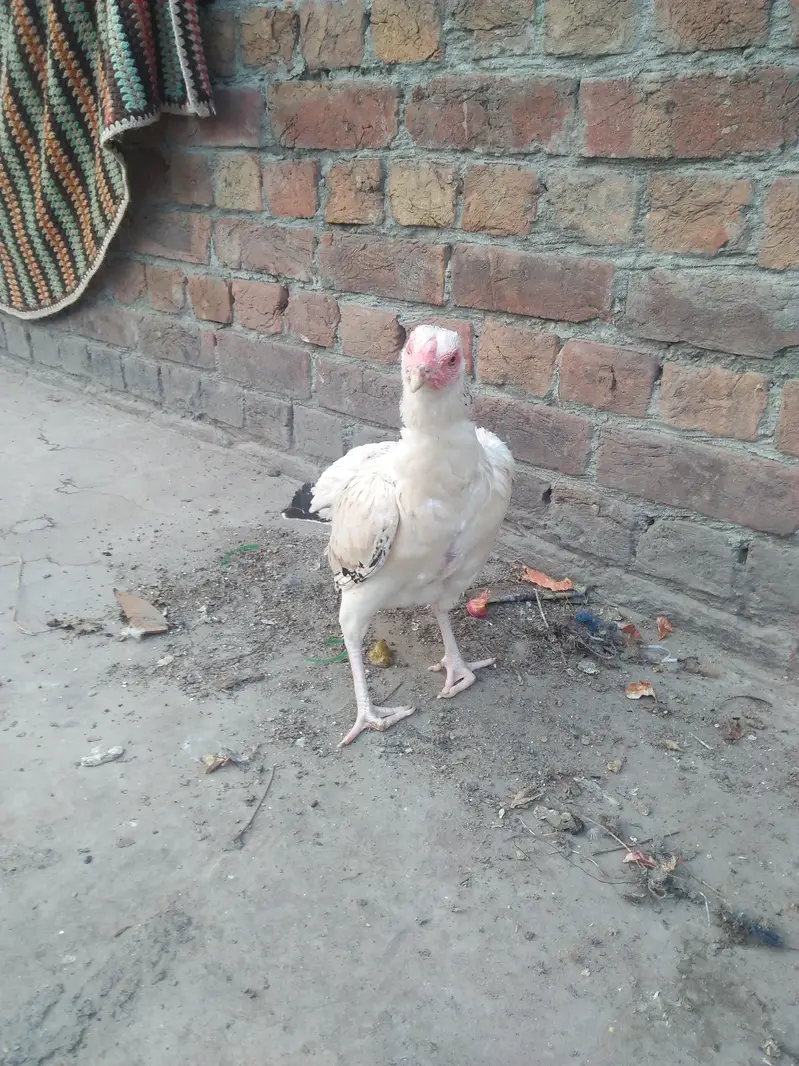 pair of hens aseel — photo 6