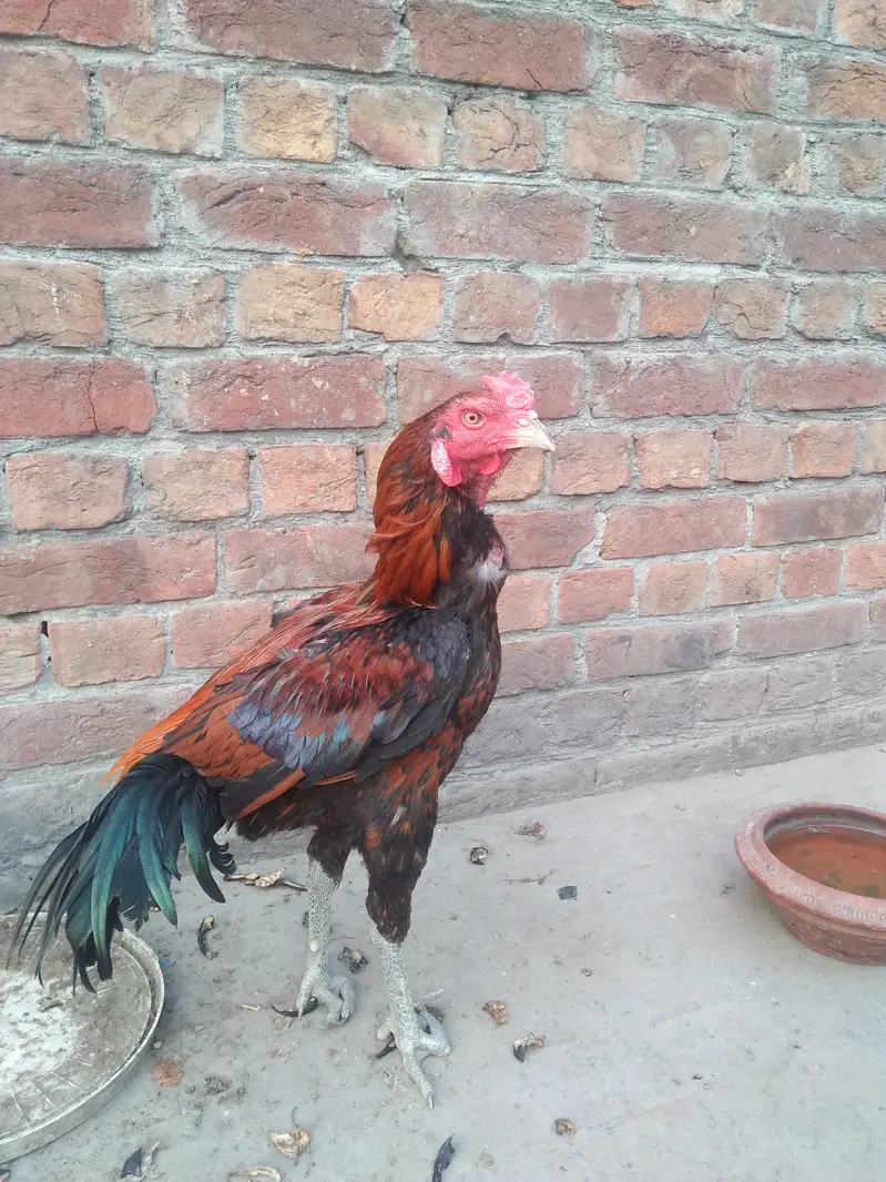 pair of hens aseel — photo 7