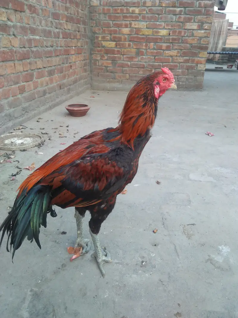 pair of hens aseel — photo 8