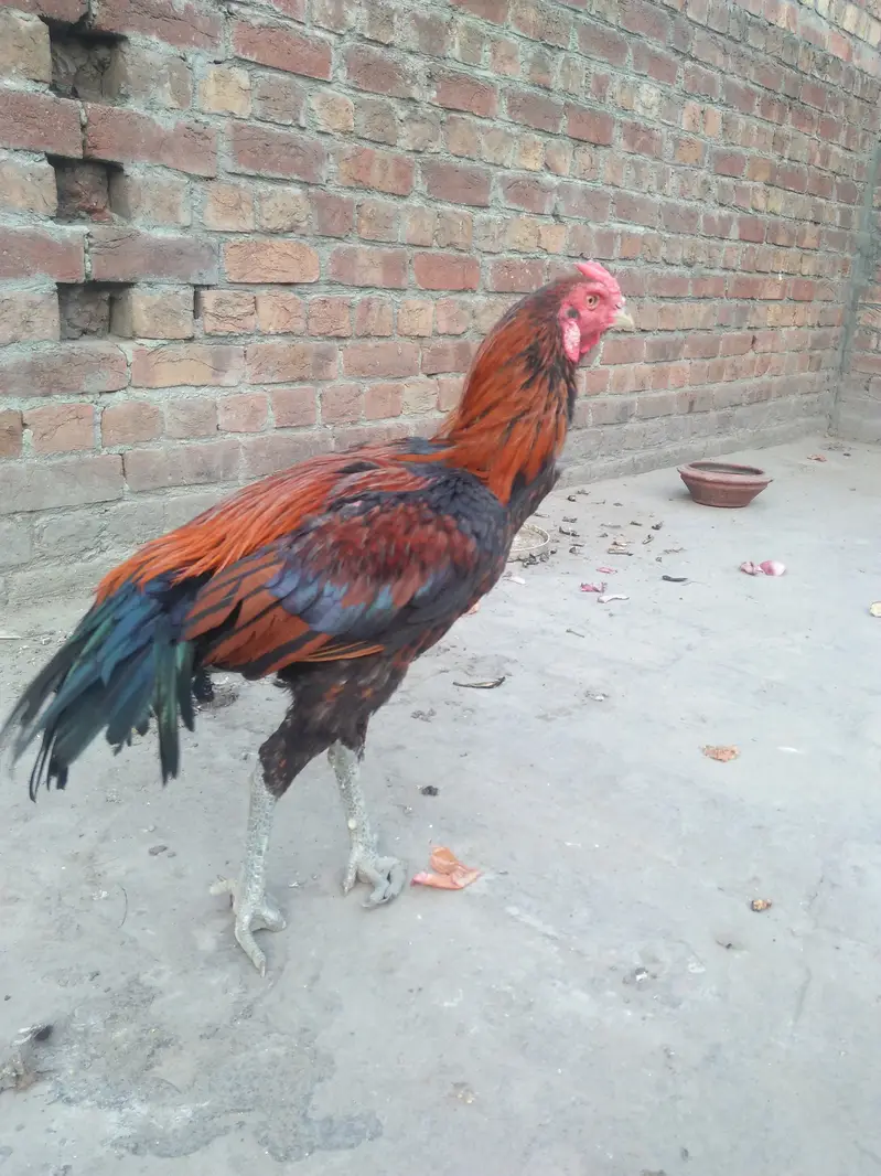 pair of hens aseel — photo 9