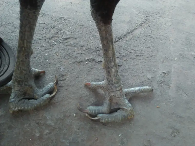 pair of hens aseel — photo 10