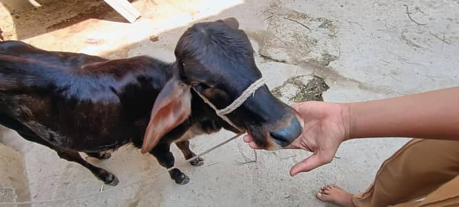 4month cholis tani hai female