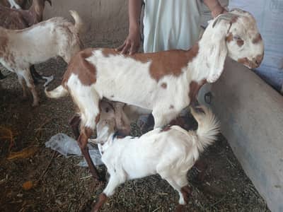 Bakry or gabhan bakriyan for sale hain