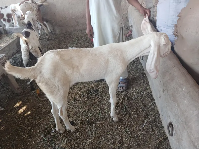 Bakry or gabhan bakriyan for sale hain — photo 2