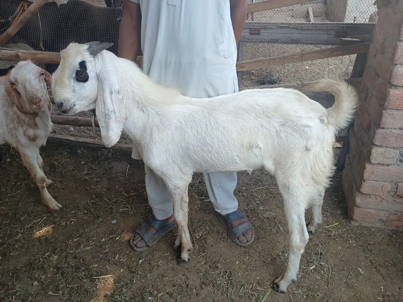 Bakry or gabhan bakriyan for sale hain — photo 3