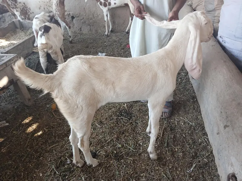 Bakry or gabhan bakriyan for sale hain — photo 4