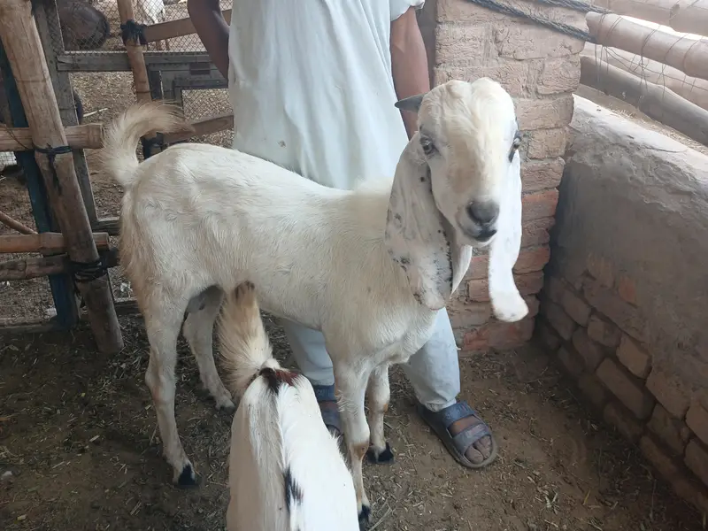 Bakry or gabhan bakriyan for sale hain — photo 5
