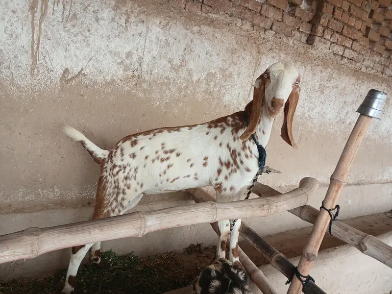 Bakry or gabhan bakriyan for sale hain — photo 7