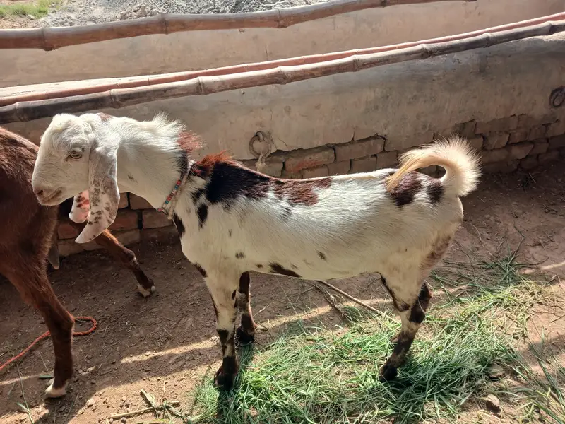 Bakry or gabhan bakriyan for sale hain — photo 8