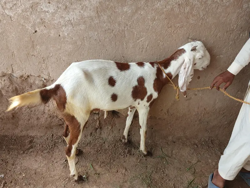 Bakry or gabhan bakriyan for sale hain — photo 9
