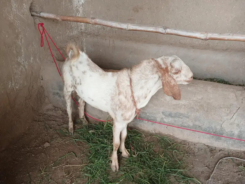 Bakry or gabhan bakriyan for sale hain — photo 10