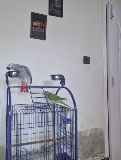 gray parrot