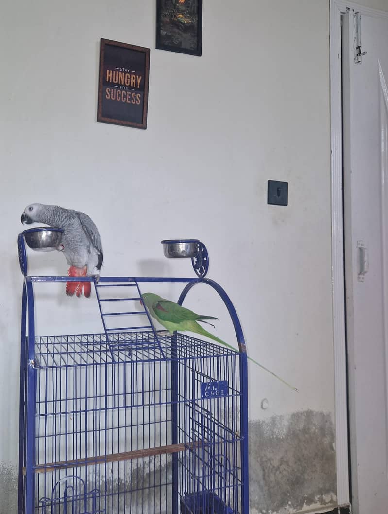 gray parrot 0