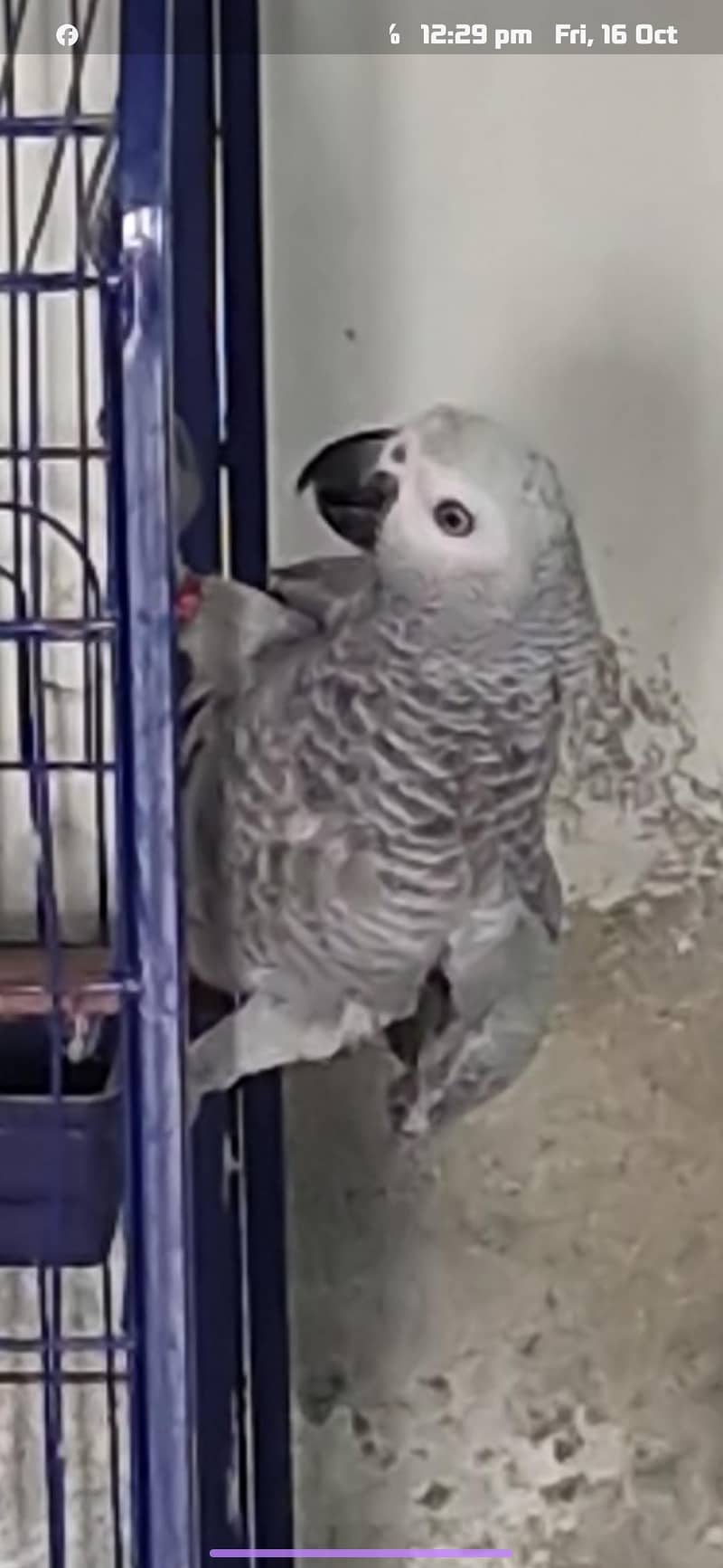 gray parrot 1