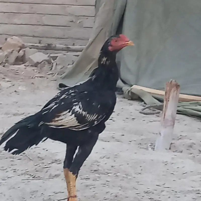 Sindhi Aseel 03143571773 — photo 4