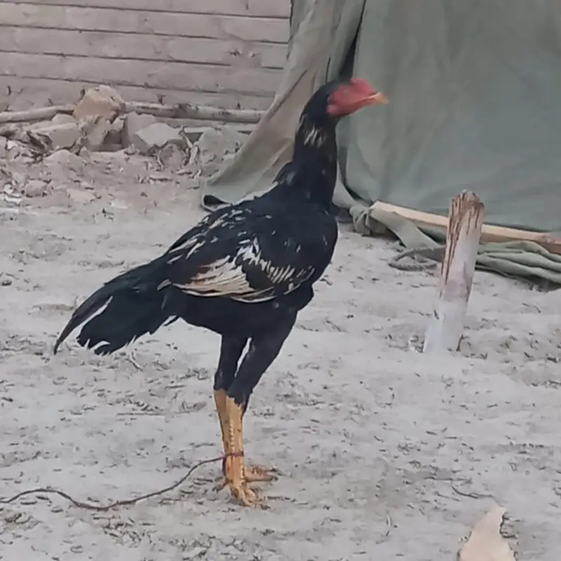 Sindhi Aseel 03143571773 — photo 5