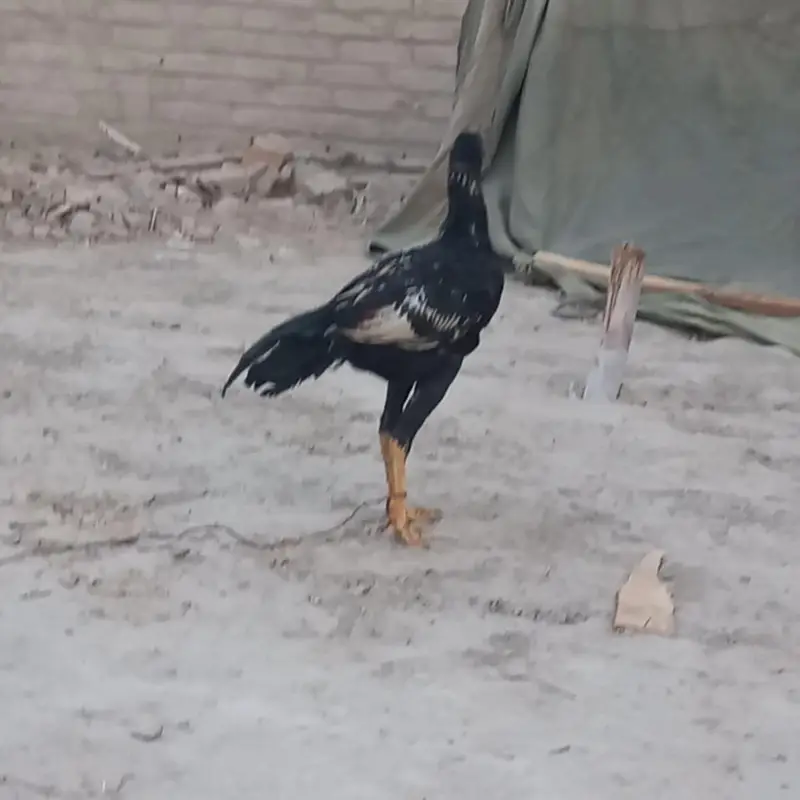 Sindhi Aseel 03143571773 — photo 6