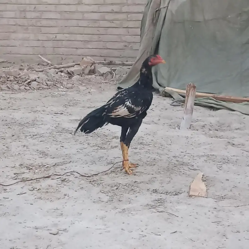 Sindhi Aseel 03143571773 — photo 7