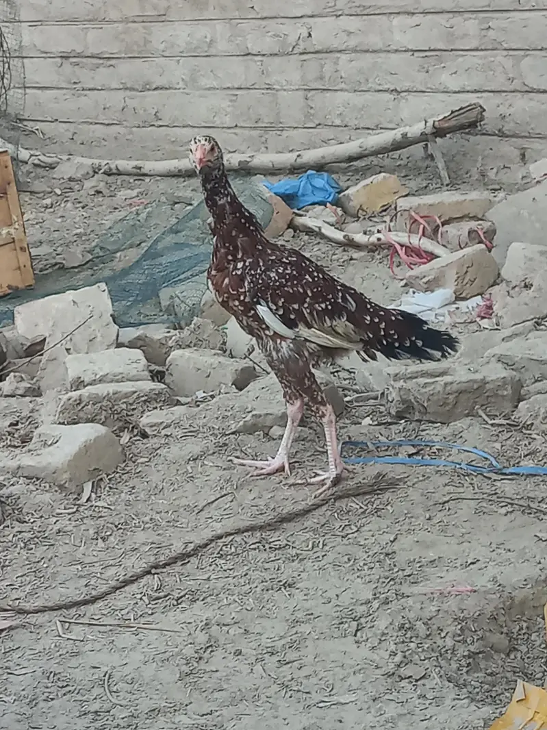 Sindhi Aseel 03143571773 — photo 8