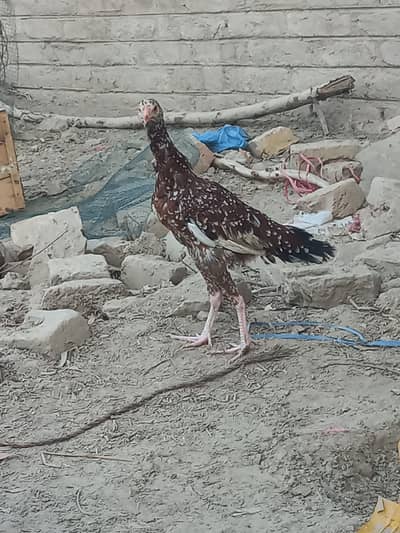 Sindhi Aseel 03143571773