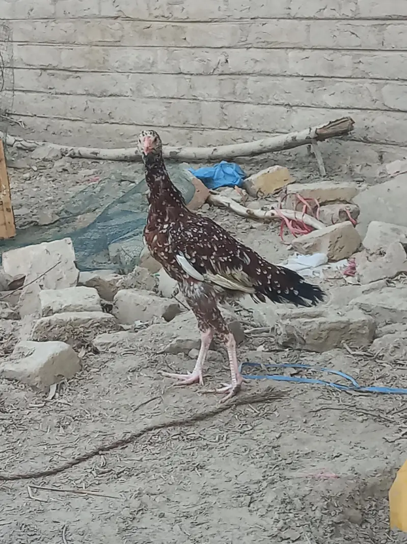 Sindhi Aseel 03143571773 — photo 3
