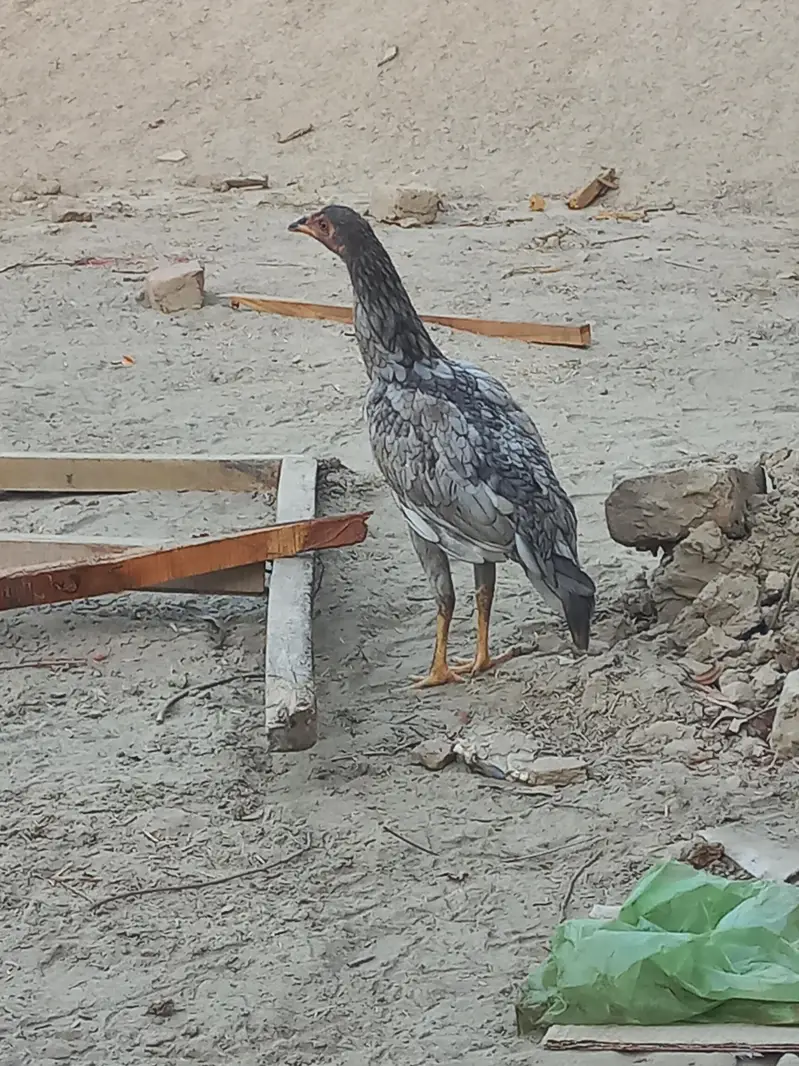 Sindhi Aseel 03143571773 — photo 10