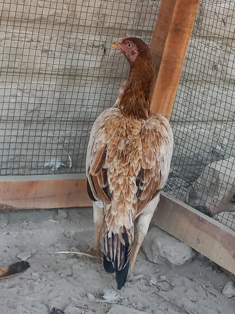 Sindhi Aseel 03143571773 — photo 12