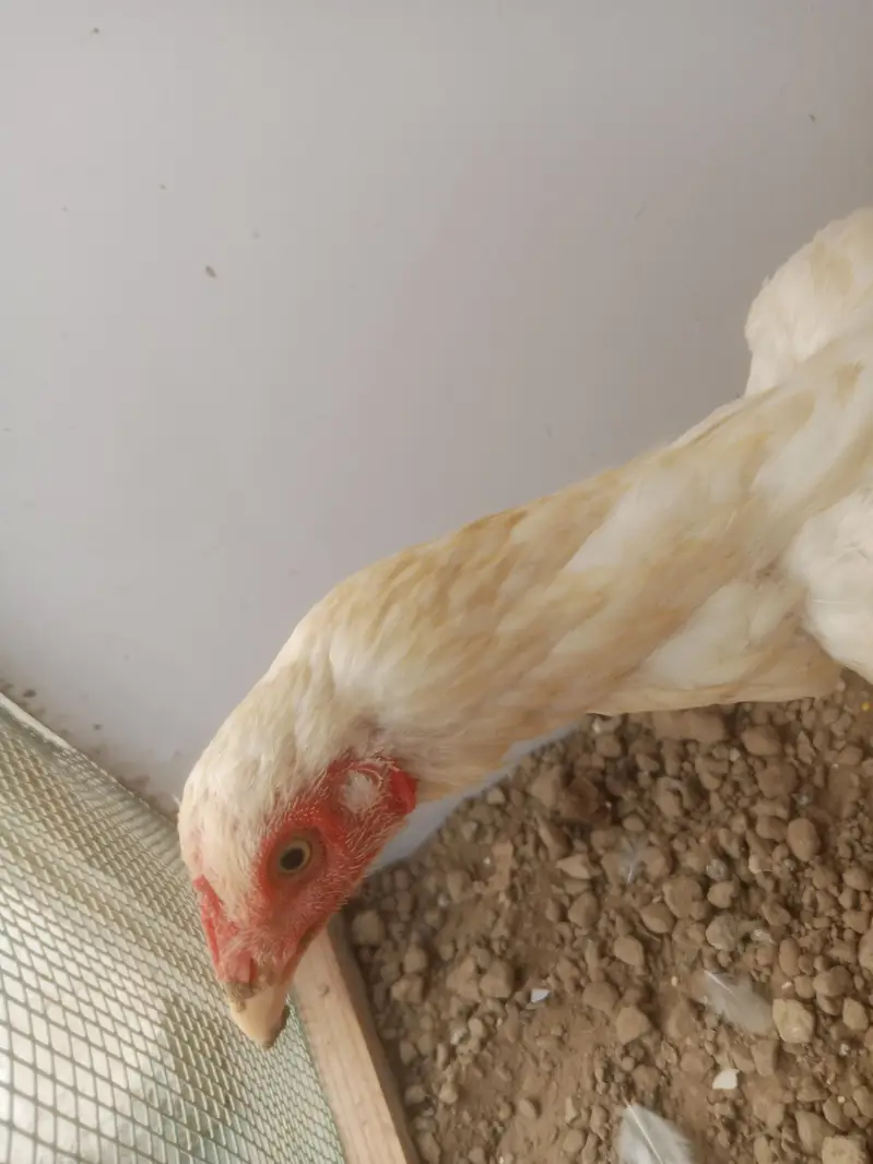 Heera Aseel Female — photo 2