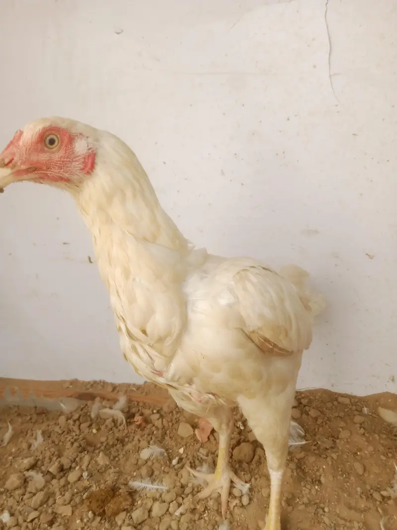 Heera Aseel Female — photo 3