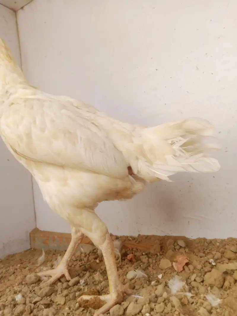 Heera Aseel Female — photo 4