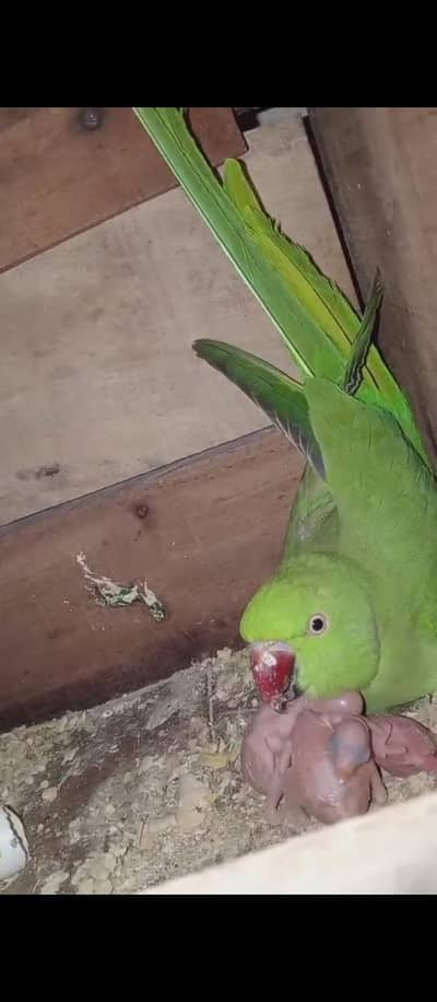 Ringneck 100% breeder pair forsale