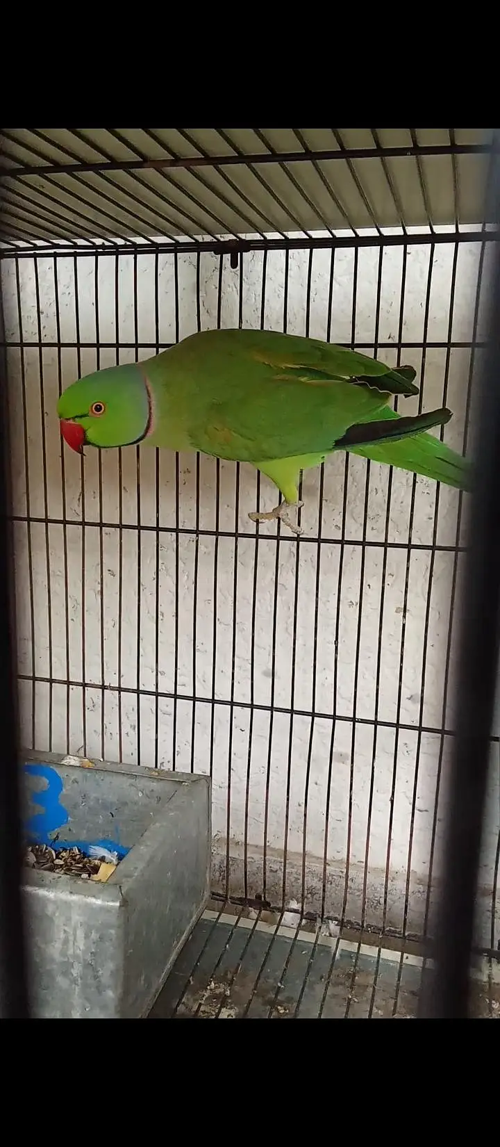 Ringneck 100% breeder pair forsale — photo 2
