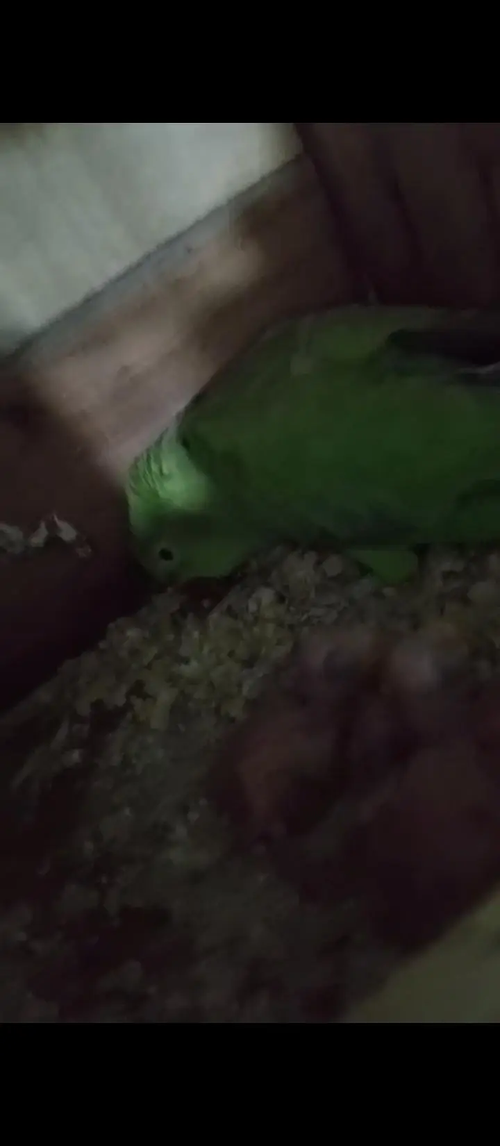 Ringneck 100% breeder pair forsale — photo 3