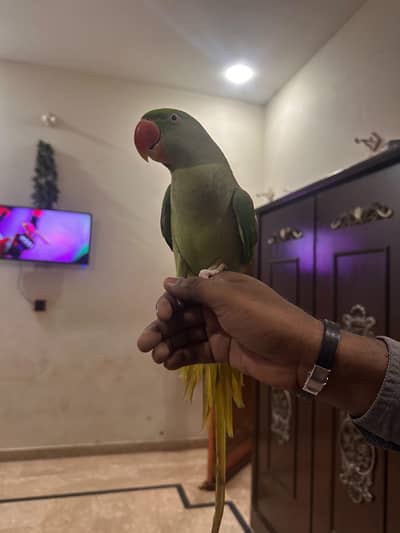 Raw parrot with cage