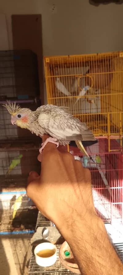 Budgie, Ringneck, Cocktail, hand tame chicks