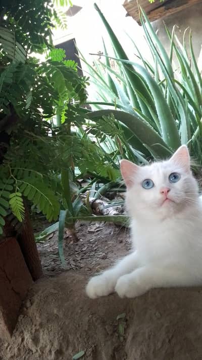 Persian Cats for Sale (Trained)