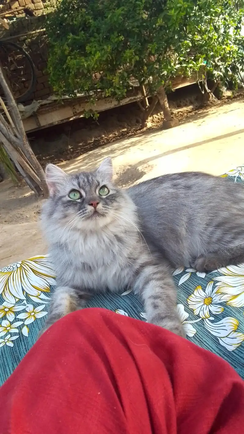 Persian Cats for Sale (Trained) — photo 2