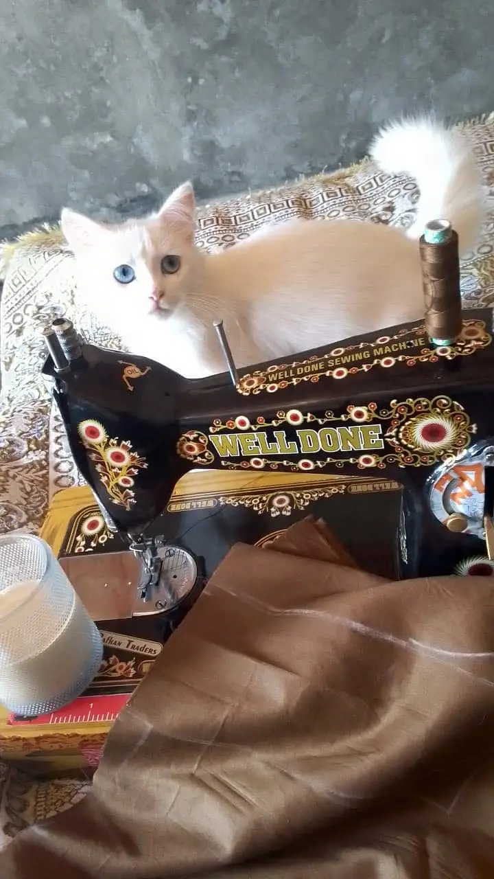 Persian Cats for Sale (Trained) — photo 3