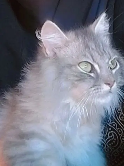 Persian Cats for Sale (Trained) — photo 4